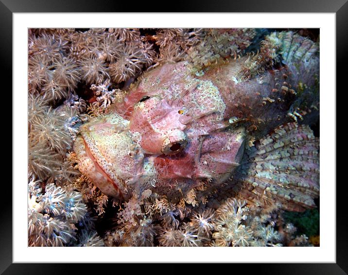 Camouflaged Scorpion Fish Framed Mounted Print by Serena Bowles