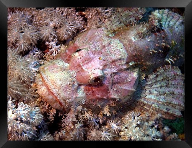 Camouflaged Scorpion Fish Framed Print by Serena Bowles
