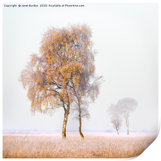 Frosted Birches Print by Janet Burdon