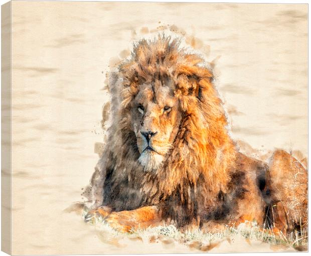 African Lion Watercolour Canvas Print by Darren Wilkes