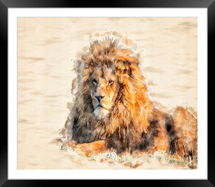 African Lion Watercolour Framed Mounted Print by Darren Wilkes