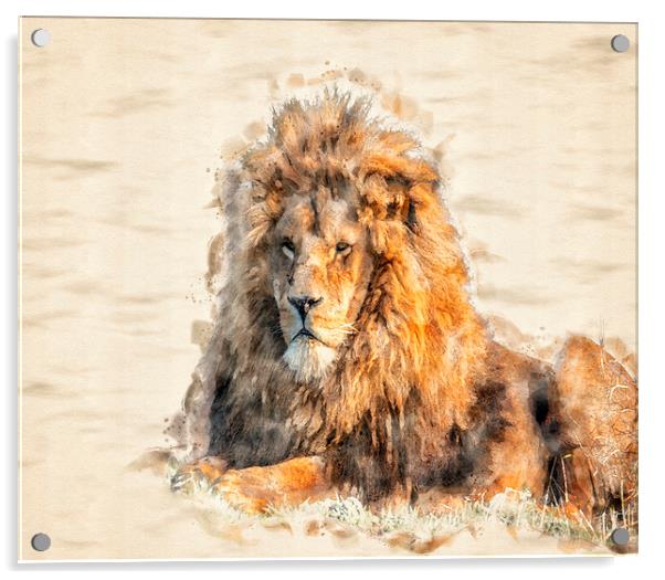 African Lion Watercolour Acrylic by Darren Wilkes