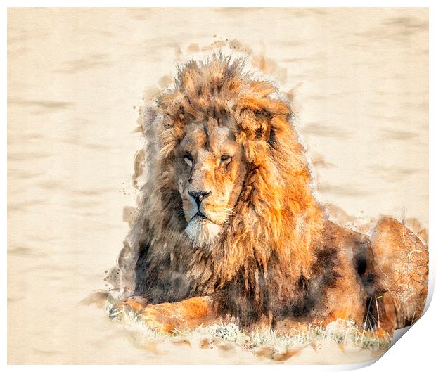 African Lion Watercolour Print by Darren Wilkes