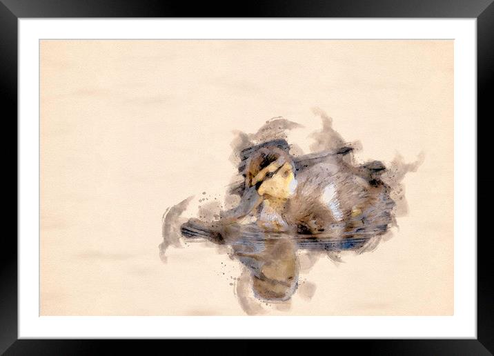 Quack Quack  Framed Mounted Print by Darren Wilkes