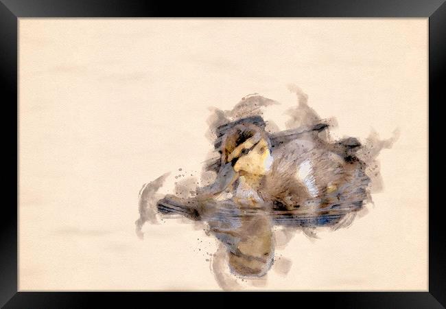 Quack Quack  Framed Print by Darren Wilkes