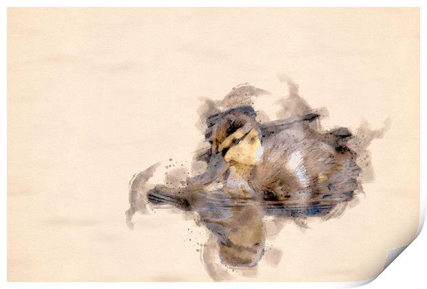 Quack Quack  Print by Darren Wilkes