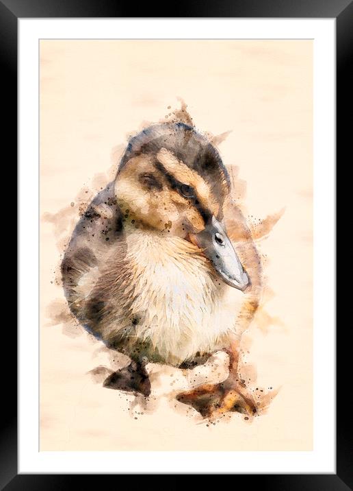 Duckling  Framed Mounted Print by Darren Wilkes