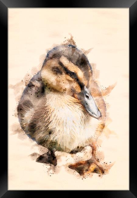 Duckling  Framed Print by Darren Wilkes