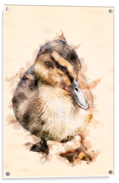 Duckling  Acrylic by Darren Wilkes