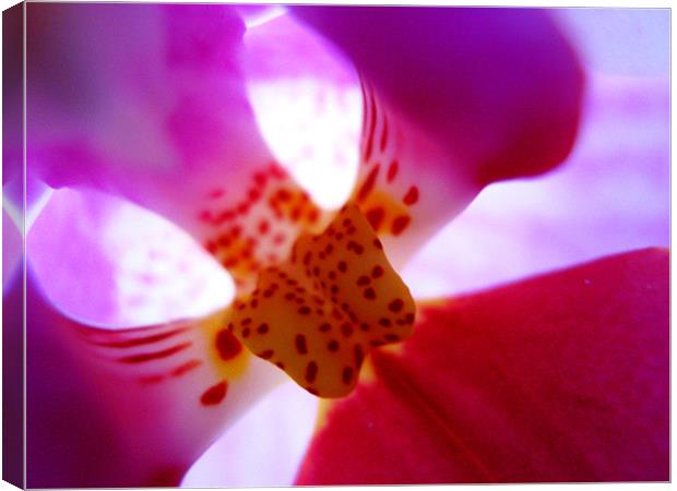 Orchid bud Canvas Print by Alexia Miles