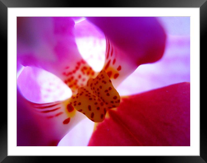 Orchid bud Framed Mounted Print by Alexia Miles