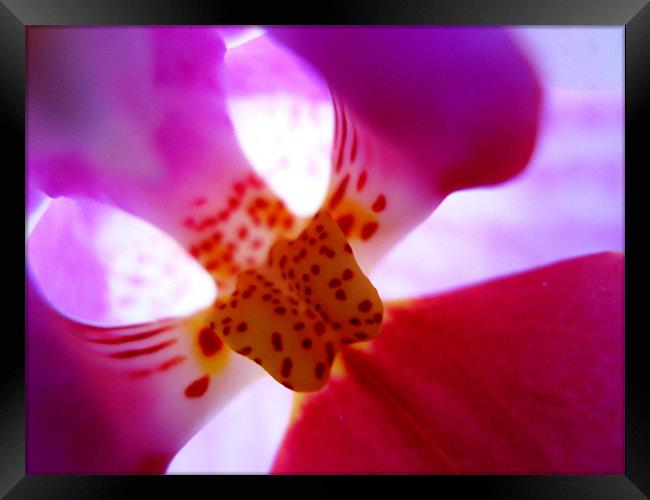 Orchid bud Framed Print by Alexia Miles