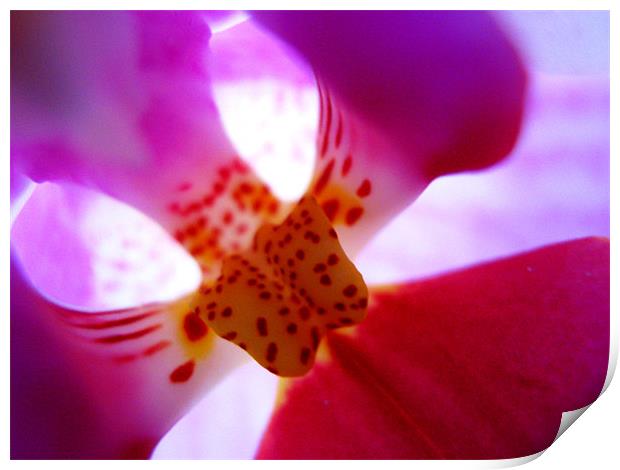 Orchid bud Print by Alexia Miles