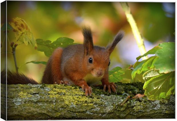 Red Squirrel  Canvas Print by Terry Hunt