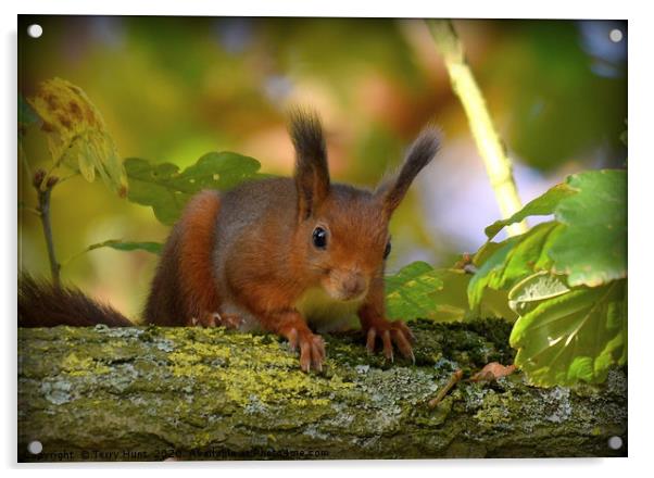 Red Squirrel  Acrylic by Terry Hunt