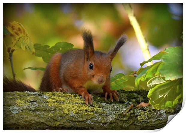 Red Squirrel  Print by Terry Hunt