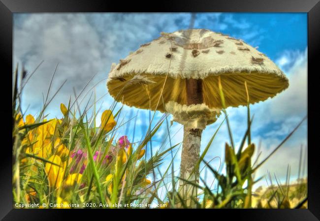Summer's Whisper: Meadow Mushroom Framed Print by Catchavista 