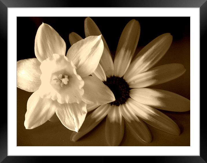 flowers in time Framed Mounted Print by Alexia Miles