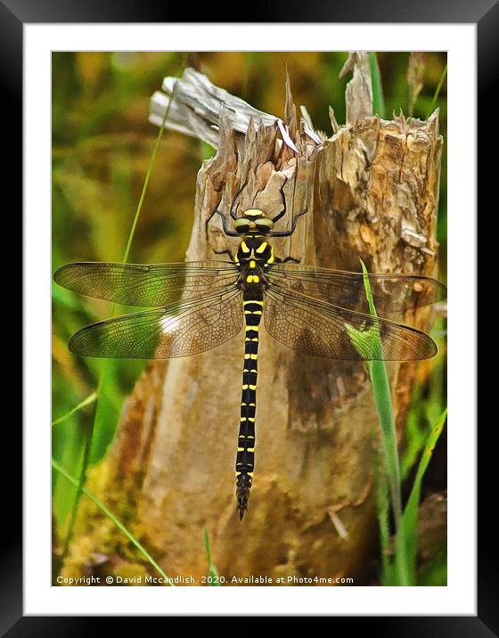 Golden Ringed Dragonfly Framed Mounted Print by David Mccandlish
