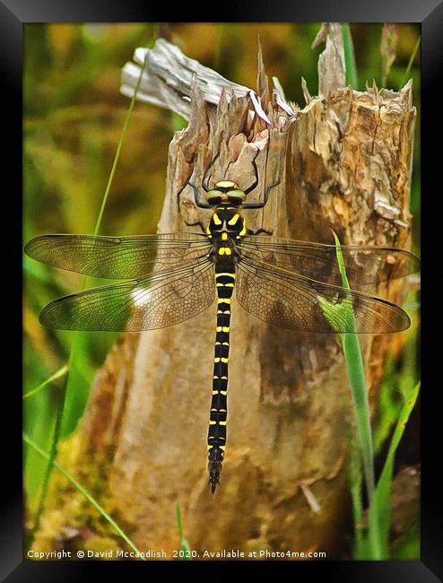 Golden Ringed Dragonfly Framed Print by David Mccandlish