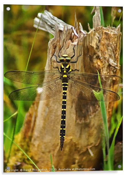 Golden Ringed Dragonfly Acrylic by David Mccandlish