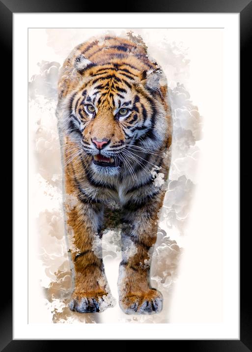 Smoking Tiger Framed Mounted Print by Darren Wilkes