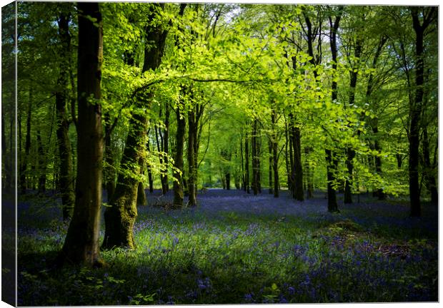 Sunlight shines through trees in bluebell woods Canvas Print by Alan Hill