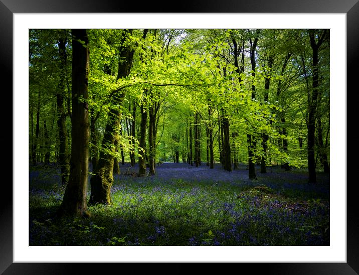 Sunlight shines through trees in bluebell woods Framed Mounted Print by Alan Hill