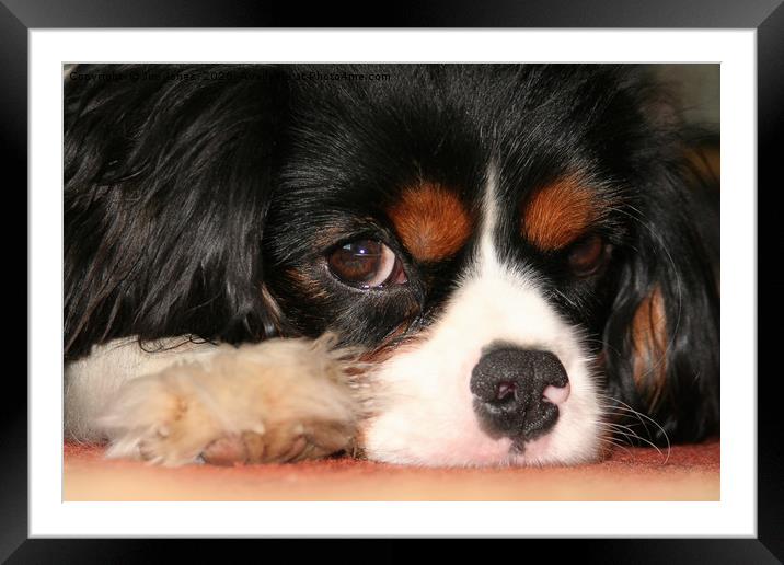 Sometimes a little dog just needs to rest! Framed Mounted Print by Jim Jones