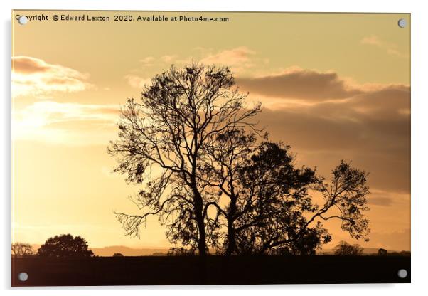 Three Ash Tree Silhouettes Acrylic by Edward Laxton