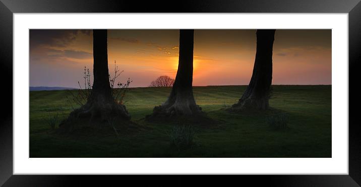 Tree trunks at Ravenhill park Framed Mounted Print by Leighton Collins