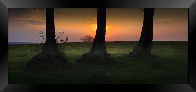 Tree trunks at Ravenhill park Framed Print by Leighton Collins