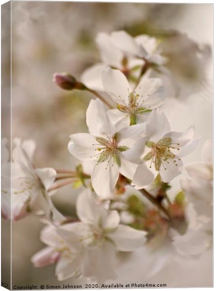 Cotswold Spring blossom Canvas Print by Simon Johnson