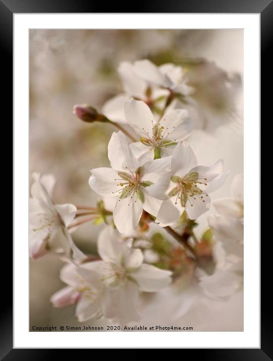 Cotswold Spring blossom Framed Mounted Print by Simon Johnson
