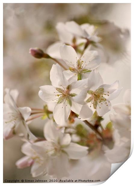 Cotswold Spring blossom Print by Simon Johnson