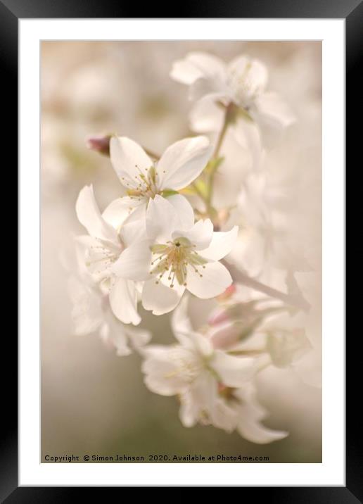 Cotswold Blossom Framed Mounted Print by Simon Johnson