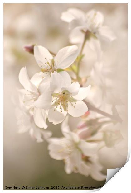 Cotswold Blossom Print by Simon Johnson