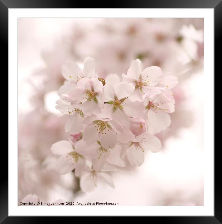Cotswold Spring blossom Framed Mounted Print by Simon Johnson