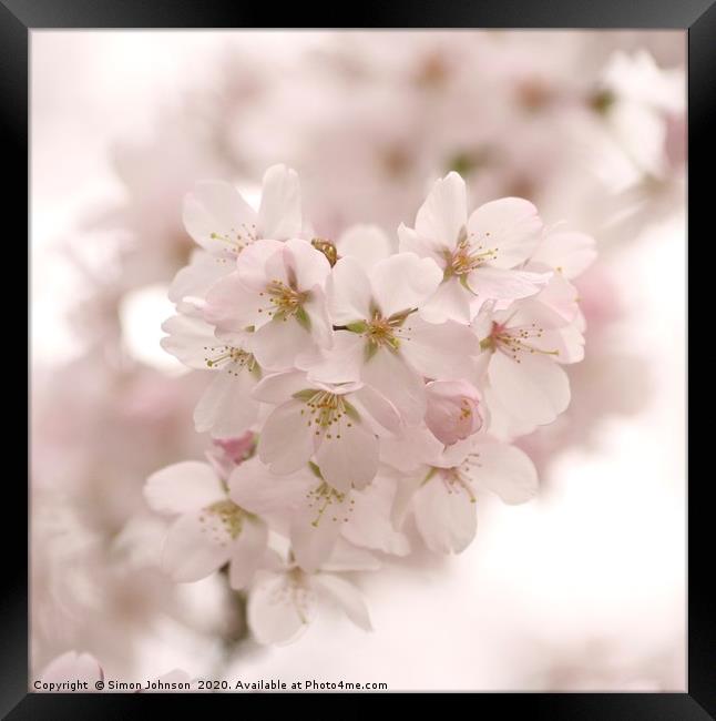 Cotswold Spring blossom Framed Print by Simon Johnson