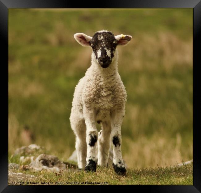 Cute lamb Framed Print by Simon Johnson