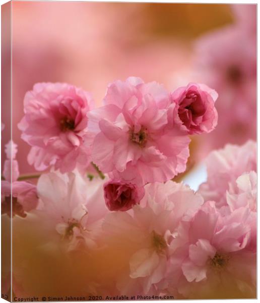 Pink Cherry Blossom  Canvas Print by Simon Johnson