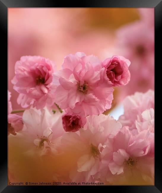 Pink Cherry Blossom  Framed Print by Simon Johnson