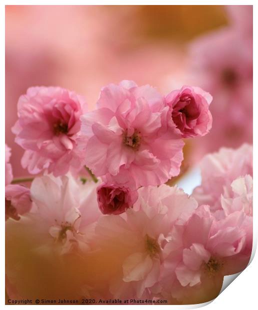Pink Cherry Blossom  Print by Simon Johnson