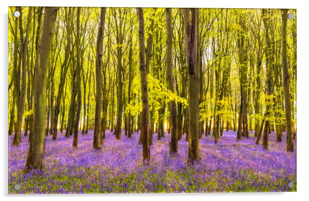 Sunlight shines through trees in bluebell woods Acrylic by Alan Hill