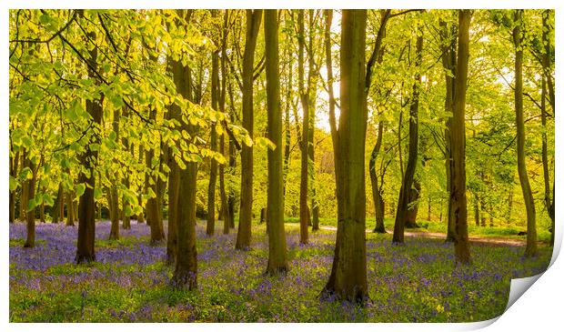 Sunlight shines through trees in bluebell woods Print by Alan Hill