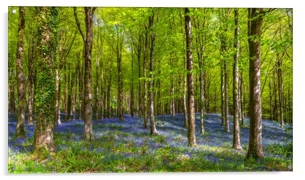 Sunlight shines through trees in bluebell woods Acrylic by Alan Hill
