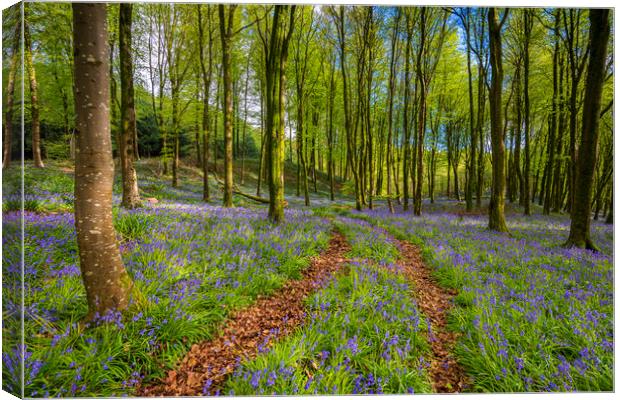 Sunlight shines through trees in bluebell woods Canvas Print by Alan Hill