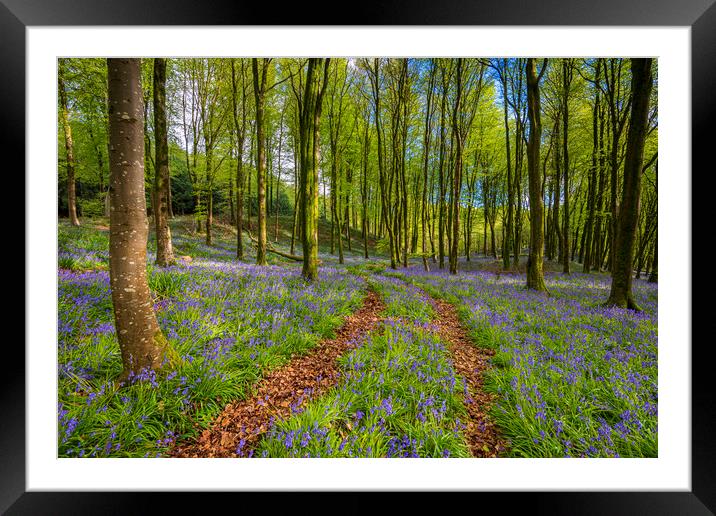 Sunlight shines through trees in bluebell woods Framed Mounted Print by Alan Hill