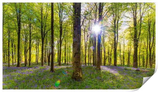 Sunlight shines through trees in bluebell woods Print by Alan Hill