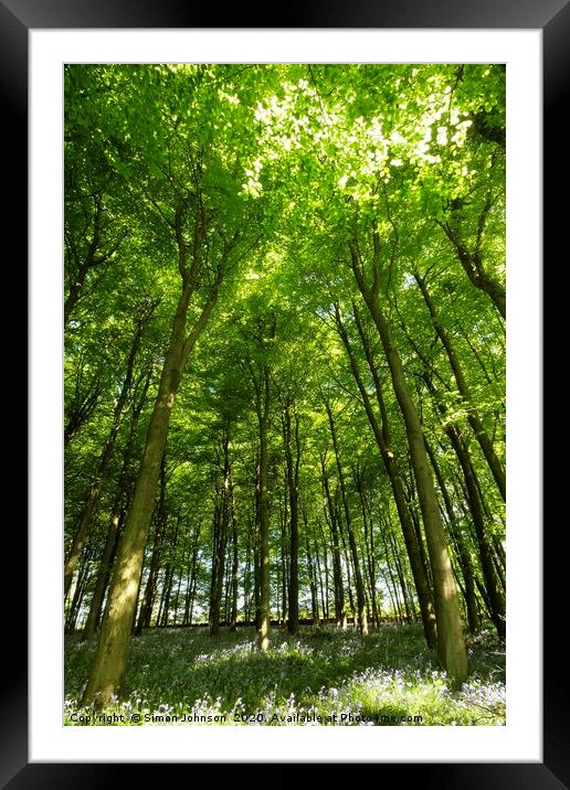 spring woodland Framed Mounted Print by Simon Johnson